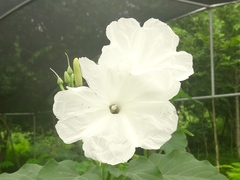 Ipomoea carnea fistulosa