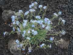 Eritrichium sericeum