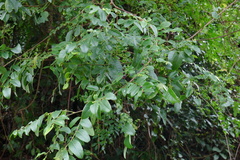 Phyllanthus reticulatus