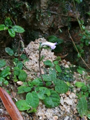 Staurogyne chapaensis