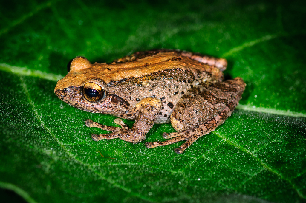 Small-Eared Shrub Frog