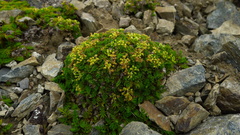 Anisotome imbricata prostrata