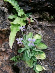 Viola diffusa