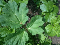 Heracleum sosnowskyi