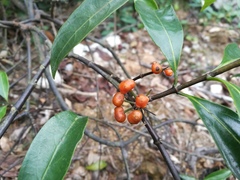 Gynochthodes umbellata