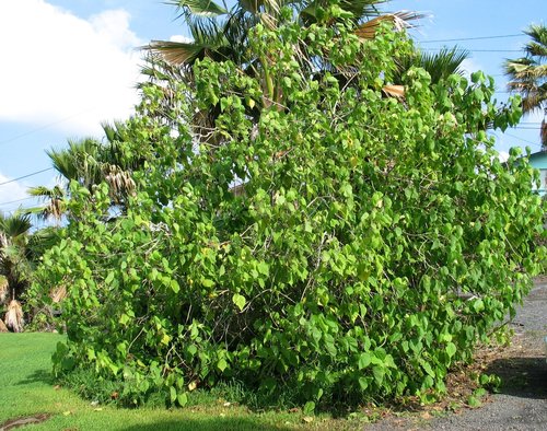 Abutilon sandwicense