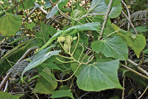 Abutilon sandwicense