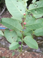 Phyllanthus reticulatus