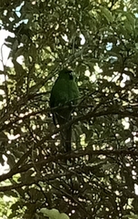 Cyanoramphus auriceps