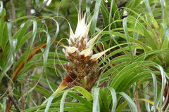 Dracophyllum elegantissimum