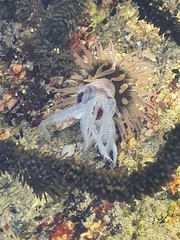 Anthopleura fuscoviridis