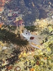 Anthopleura fuscoviridis