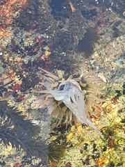 Anthopleura fuscoviridis