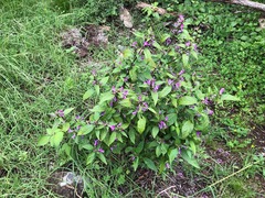Hypoestes floribunda