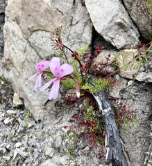 Pelargonium divisifolium