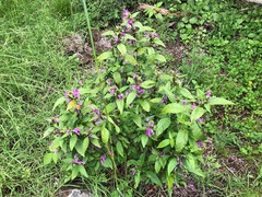 Hypoestes floribunda