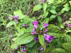 Hypoestes floribunda