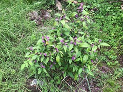 Hypoestes floribunda