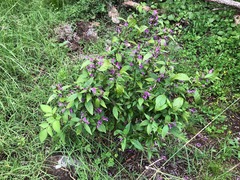 Hypoestes floribunda
