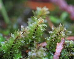 Plagiomnium venustum