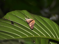 Oxyodes scrobiculata