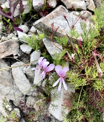 Pelargonium divisifolium