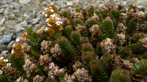 Veronica haastii, photograph 4