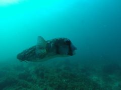 Chilomycterus reticulatus