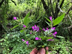 Hypoestes floribunda
