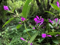 Hypoestes floribunda