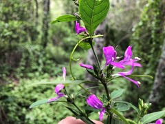 Hypoestes floribunda