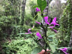 Hypoestes floribunda