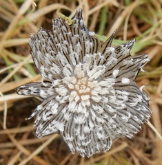Coprinopsis picacea image