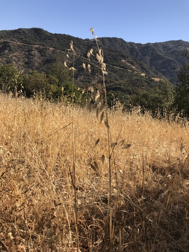 iNaturalist observation photo of Oats