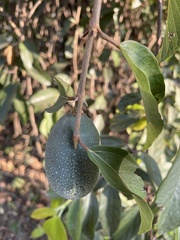Ficus pumila awkeotsang