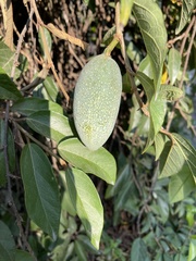 Ficus pumila awkeotsang