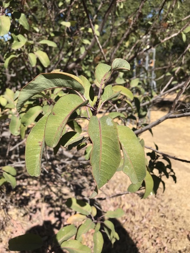 iNaturalist observation photo of laurel sumac