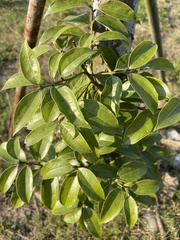 Cinnamomum cassia