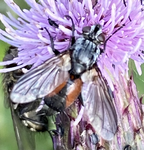 Red Spotted Parasite Fly, Graafland, Groot-Ammers, South Holland, NL, photo 7 of 10