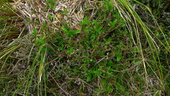 Traversia baccharoides