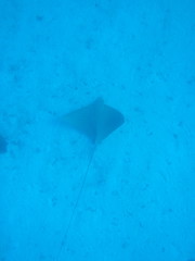 Aetomylaeus vespertilio