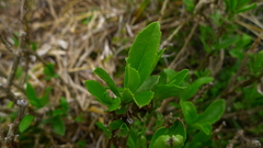 Traversia baccharoides