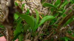 Traversia baccharoides