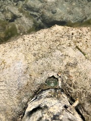Grapsus albolineatus