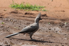 Corythaixoides concolor concolor