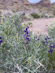 Psorothamnus arborescens