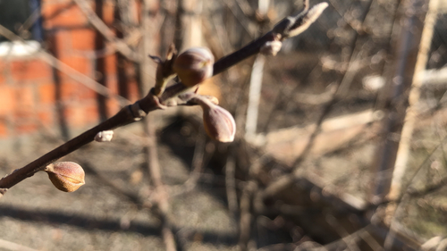 Cornelian cherry