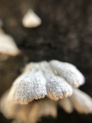 iNaturalist observation photo of splitgill mushroom