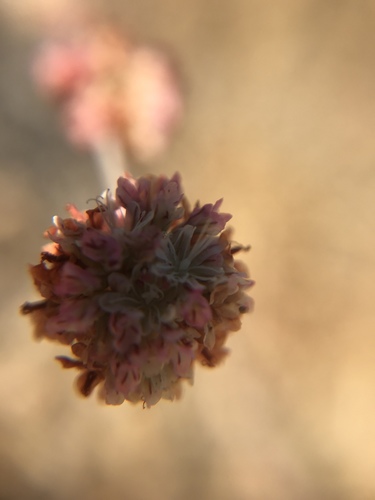 iNaturalist observation photo of wild buckwheats