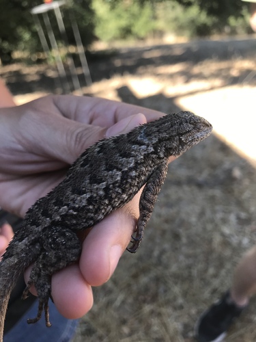 iNaturalist observation photo of Western Fence Lizard